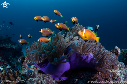 A Maldive's wildlife