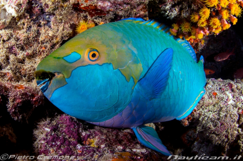 A Maldive's wildlife