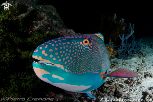 A Maldive's wildlife