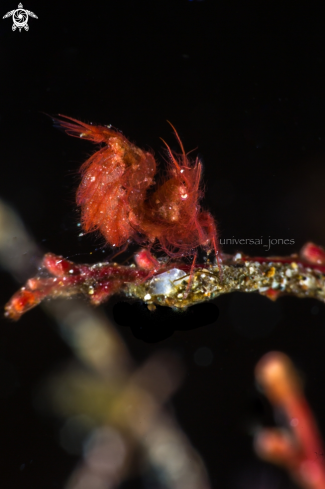 A Hairy Shrimp (red)