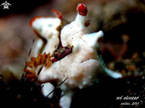 A juvenile frogfish