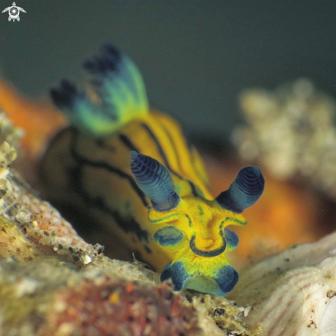 A tambja nudi