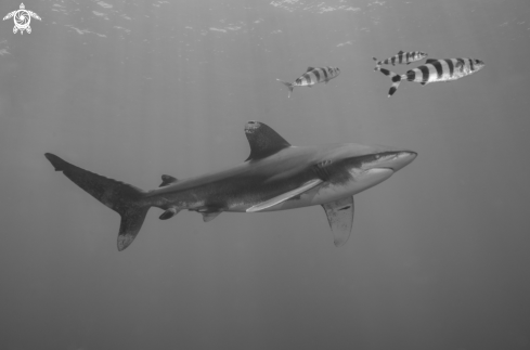 A Oceanic White Tip Shark