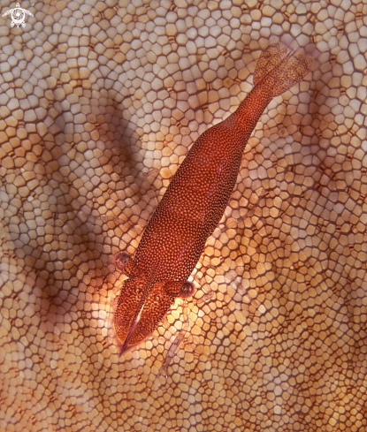 A Periclimenes shrimp