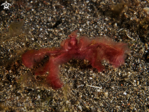 A Orangutan crab