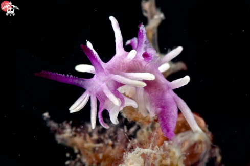 A Purple Okenia nudibrach