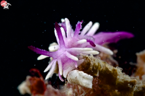 A Purple Okenia nudibranch