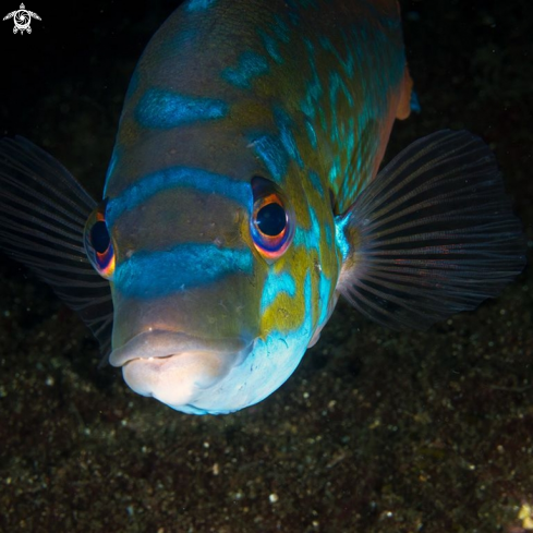 A Labrus mixtus | Wrasse