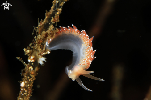 A Flabellina SP