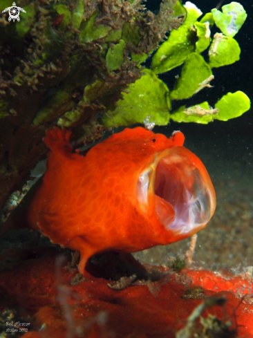 A frogfish