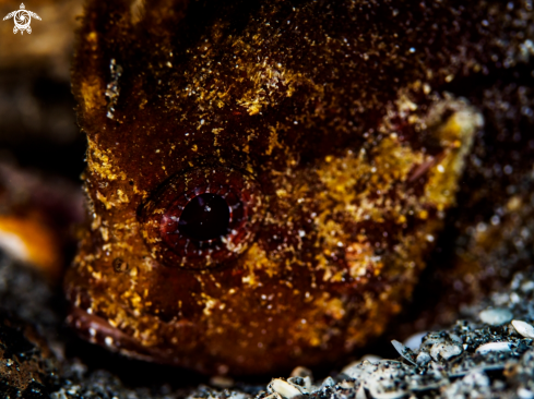 A Spiny Waspfish