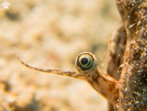 A Lambis Scorpius | Spider shell's eye