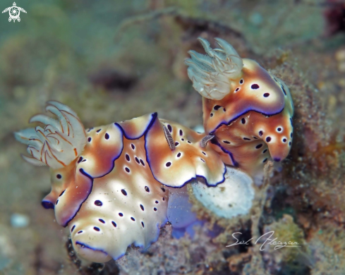 A Hypselodoris tryoni | Nudibranch