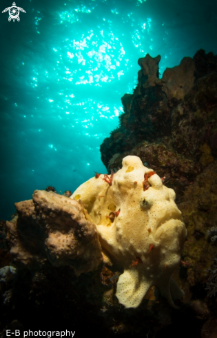 A frog fish