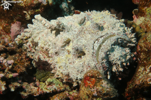 A albino stone fish | stone fish