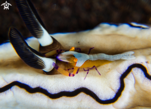 A Atromarginata Doridina (Doriprismatica) and  Emperor shrimp (Periclimenes Imperor) | Emperor shrimp on Doridina