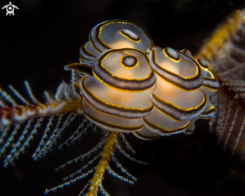 A Donut Nudibranch, feeding on stinging hydroids