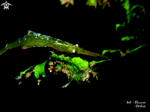 A underwater creature