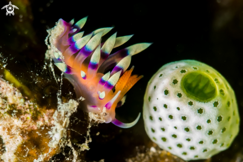 A Nudibranch