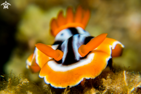 A Nudibranch
