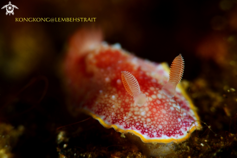 A Nudibranch