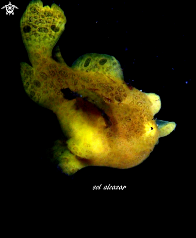 A  (Antennarius pictus)  | baby frogfish