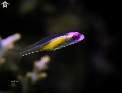 A Pink eyed Goby