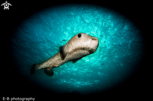 A porcupinefish | porcupinefish