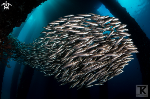 A Plotosus lineatus | Striped catfish 