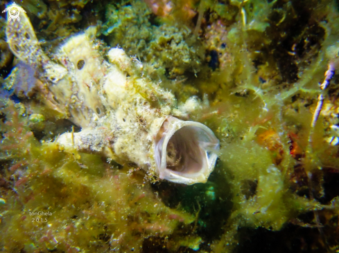 A Antennarius pictus | Frog Fish