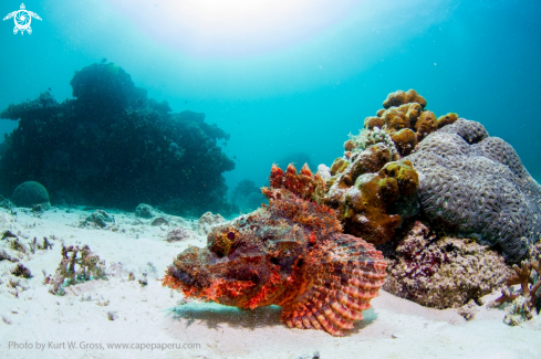 A Scorpionfish