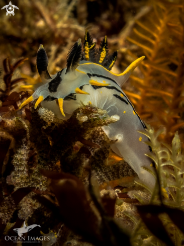 A Crowned Nudibranch