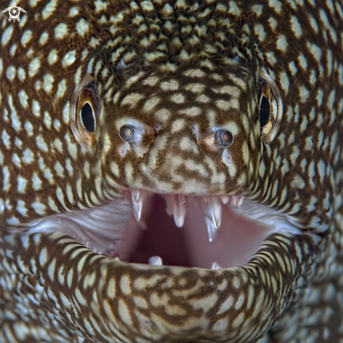 A Gymnothorax meleagris | murena leopardo , Whitemouth moray,