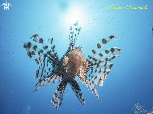 A Lionfish