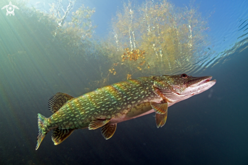 A Pike fish