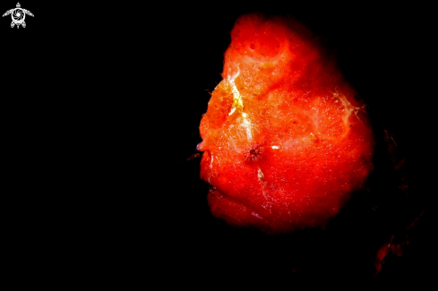 A Painted Frogfish