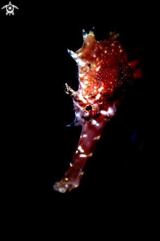 A Thorny seahorse