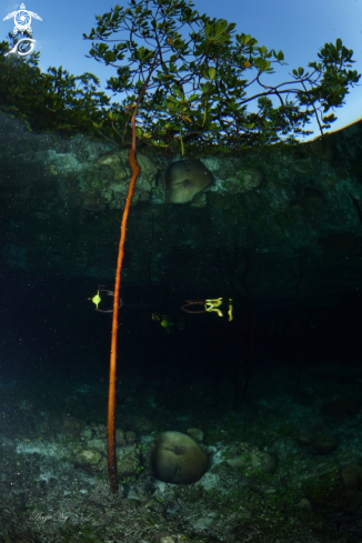 A Mangrove tree with roots.