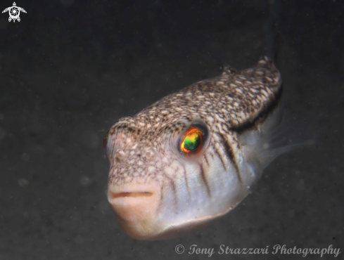 A Weeping Toadfish