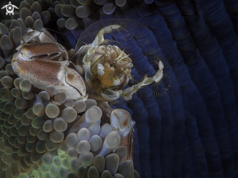 A porcellain crab