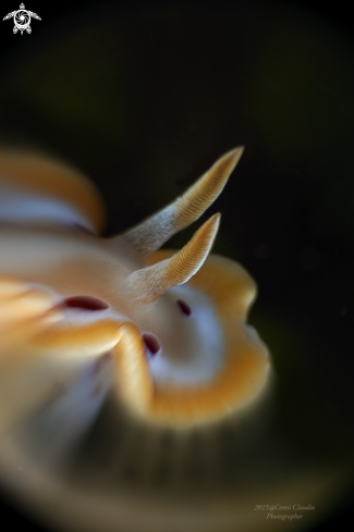 A Goniobranchus orientalis | Chromodoris orientalis 