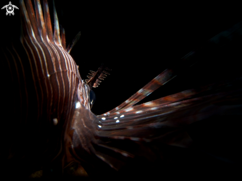 A Common Lionfish