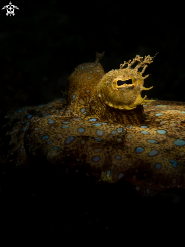 A Peacock Flounder