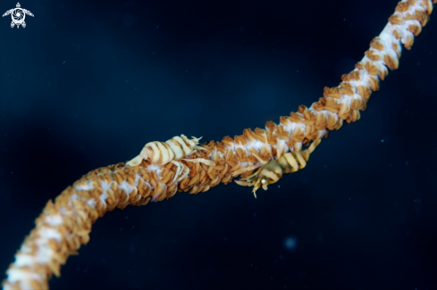 A Whip Coral Shrimp