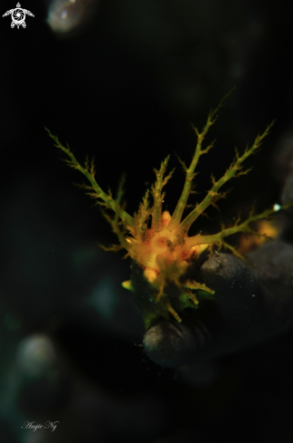 A Colochirus .sea cucumbers