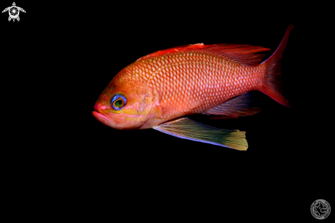 A Anthias