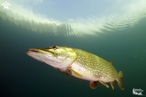 A Pikefish