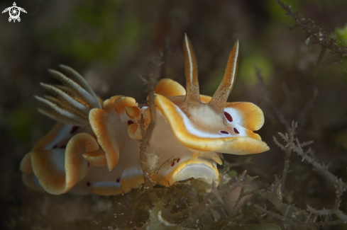 A  ardeadoris cruenta  |  ardeadoris cruenta 