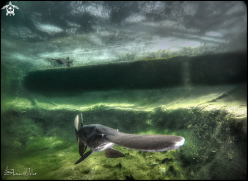 A American Paddlefish