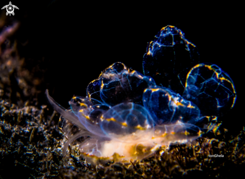 A Cyerce elegans | Nudibranch